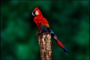 parrot