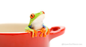 comfort zone and frog