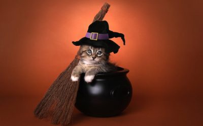 Witches, Cauldrons, Cats and Spells